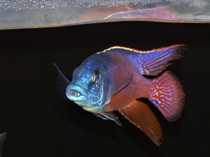 Protomelas taeniolatus 'Senga Point'